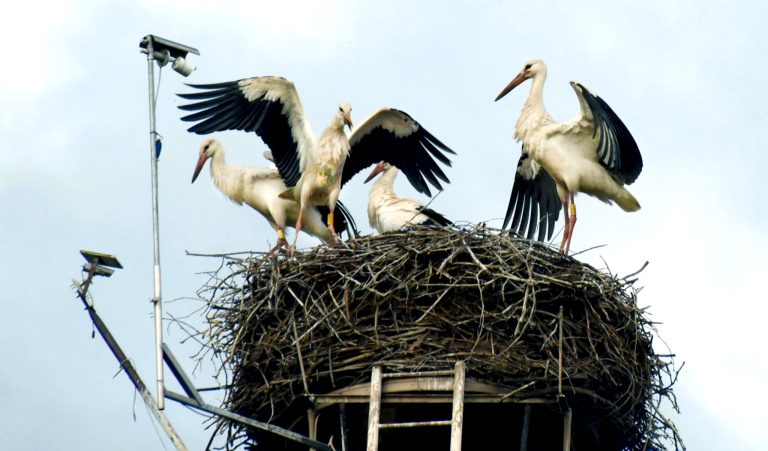 Störche verlassen Sachsen ungewöhnlich früh.