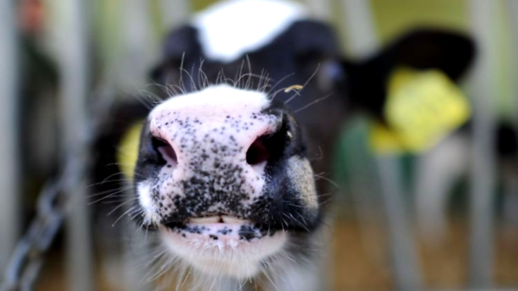 Tierschützer blockieren Molkereizugang mit Transparenten.