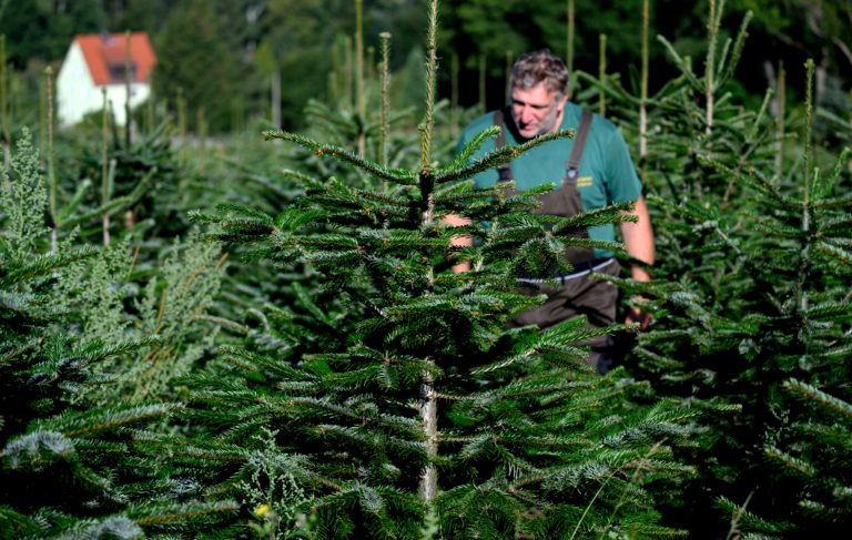 Frisch geschlagene Weihnachtsbäume: So lange halten sie bis zum Fest Tannenduft erfüllt das festliche Wohnzimmer.